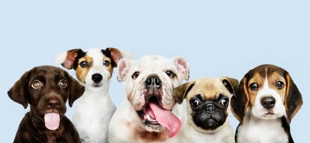 How to Choose the Best Dog Breed for You cover picture