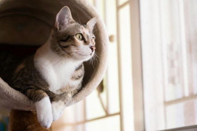 A Guide to Choosing the Right Cat Trees and Cat Towers for Your Feline Friend cover picture