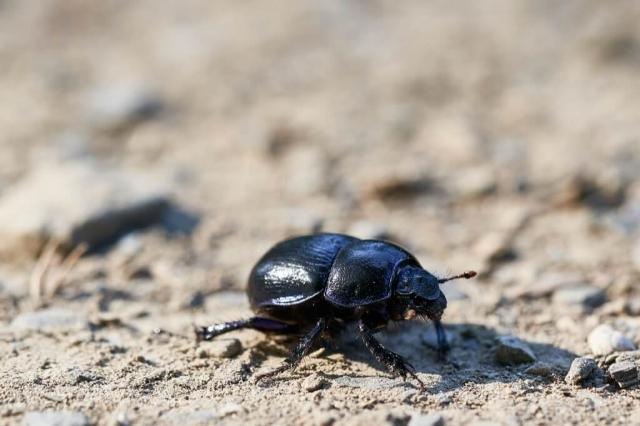Dung Beetles Are Masters of Celestial Navigation cover picture