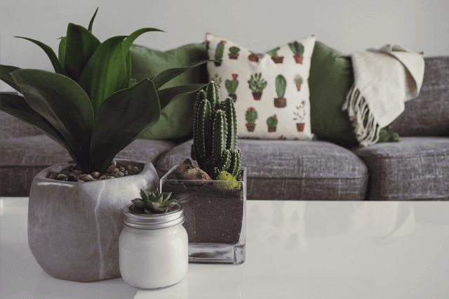 The Benefits Of Having Indoor Plants For Your Disposition cover picture