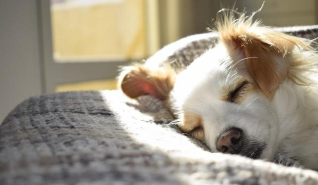 8 Ways to Help Your Dog Live More Comfortably with Arthritis cover picture