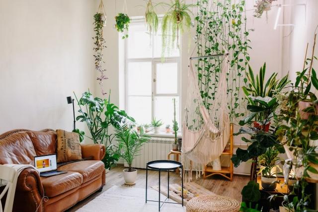 Indoor Plants That Help With Clinical Depression cover picture