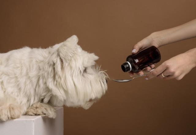 Salmon Oil for Pets: Why It's Essential for Their Health cover picture