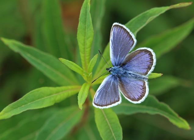 Top Organizations Leading the Charge to Save the Butterflies cover picture