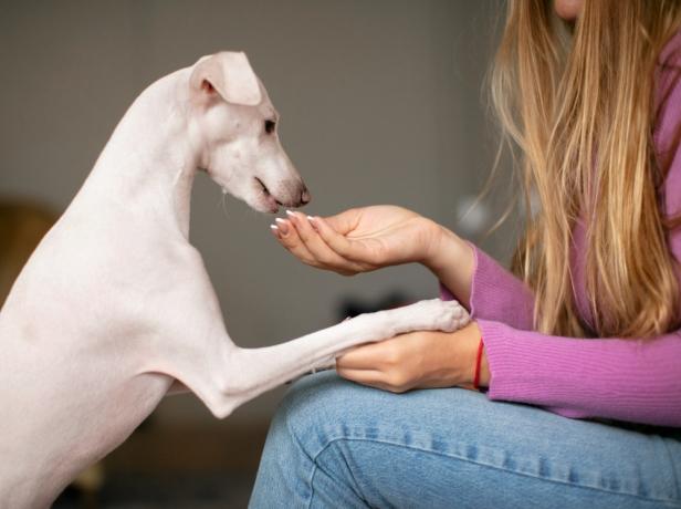 Dubia Roaches: The Secret Ingredient to Vibrant and Thriving Pets cover picture