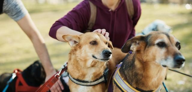 What to Expect When Hiring a Pet Sitter in Horsham cover picture