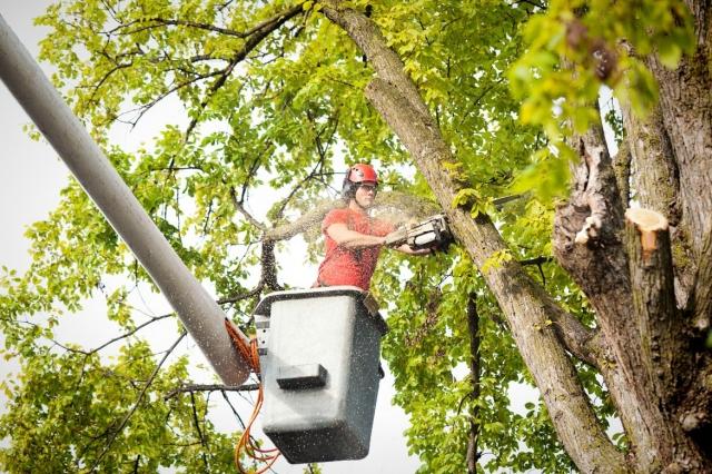 The Green Heroes: How Tree Inc is Making Cities More Livable cover picture