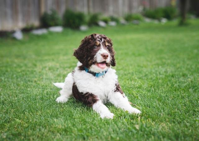 How to Groom a Bernedoodle cover picture