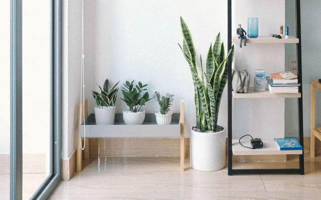The History Of Snake Plants cover picture
