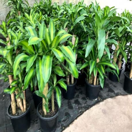 What Is the Happy Plant? cover picture