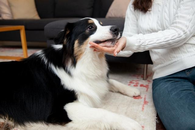 Helping Your Anxious Dog: Practical Strategies for a Calmer Canine Companion cover picture