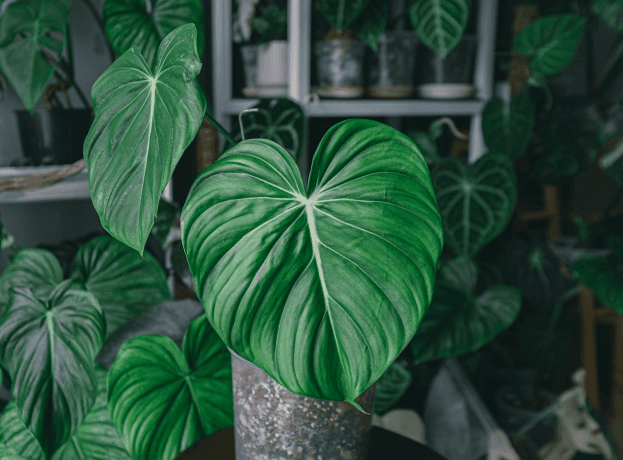 6 Advantages Of Philodendron Hederaceum cover picture