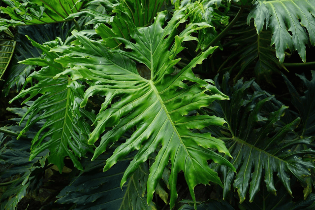 The Benefits Of Philodendron Bipinnatifidum cover picture
