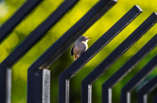How to Handle Unwanted Guests in Your Home or Garden cover picture