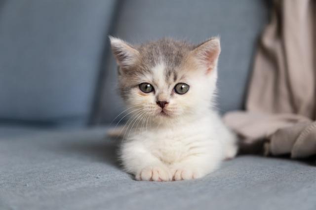 How to educate a kitten? The basic rules cover picture