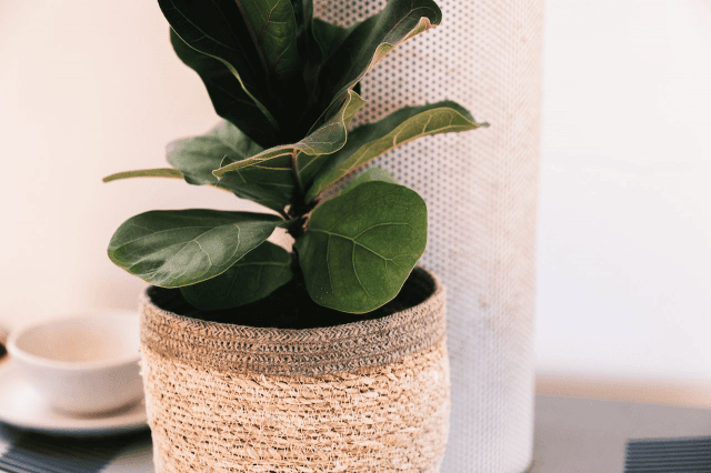 How To Take Care Of Your Fiddle Leaf Fig Leaves cover picture