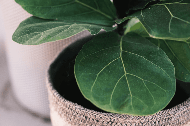 The Ultimate Guide To Fiddle Leaf Fig Leaves cover picture