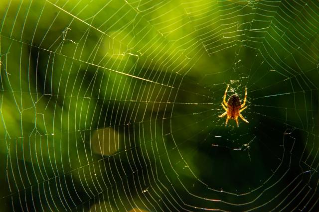 Effective Spider Barrier Solutions that Keep Your Home Pest-Free cover picture