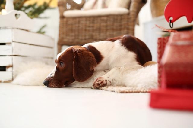 How to Train Your Dog to Stay Home Alone cover picture