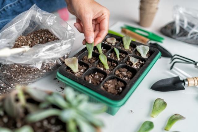 The Beauty and Benefits of Indoor Planter Pots: Perfect Picks for Every Space cover picture