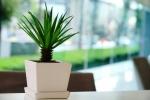 Embracing the World of Faux Plants cover picture