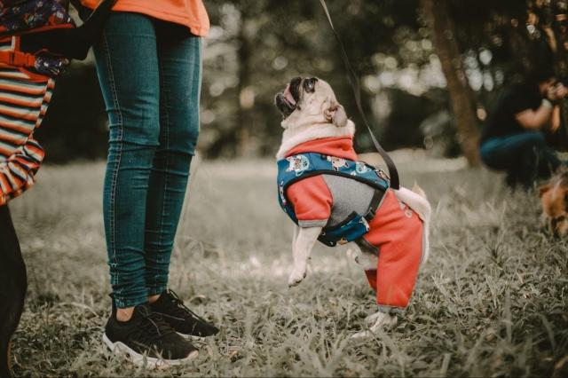 Best Dog Apparel Options For 2024 cover picture