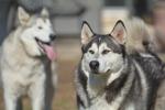 Microchips and Lost Dogs: How They Can Reunite You With Your Pet cover picture