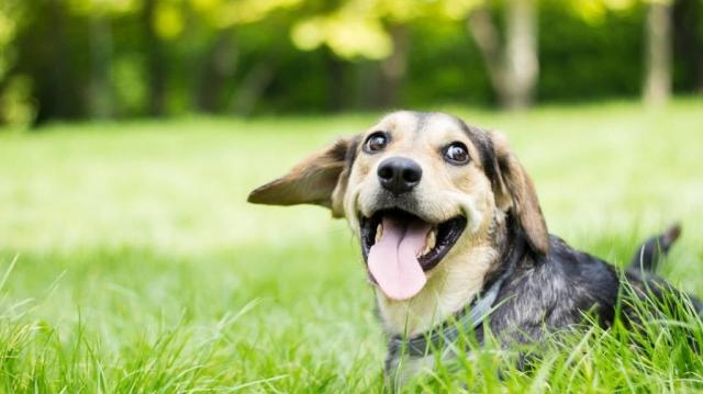 Strategies for Supporting Your Dog's Natural Detoxification Processes cover picture