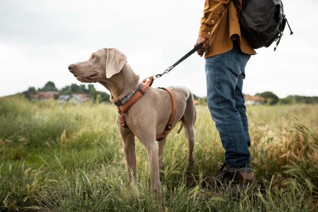 The Best Hunting Dog Breeds cover picture