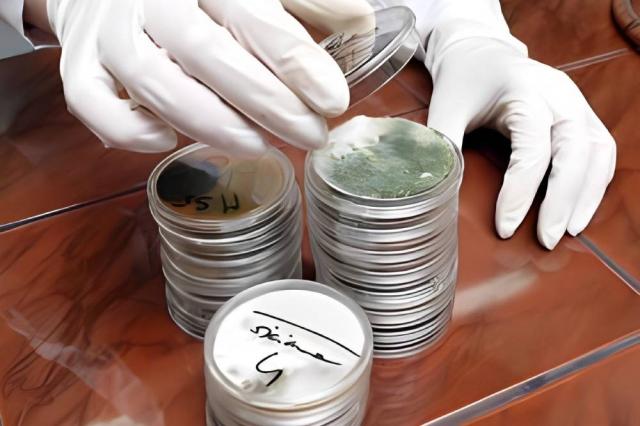 Professional Mold Testing: Ensuring a Healthy Living Environment in Los Angeles cover picture