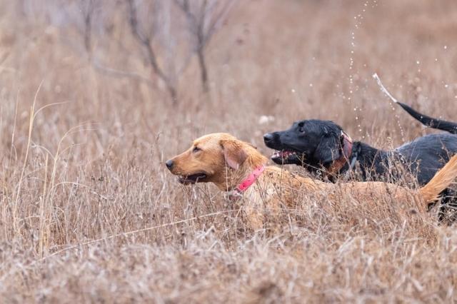 Hunting dogs; top 10 of the best breeds suitable for hunting cover picture