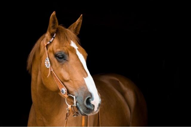 Essential Summer Checklist: Must-Haves for Keeping Your Horses Happy and Healthy cover picture