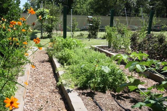 10 Reasons to Grow Your Own Veggies cover picture