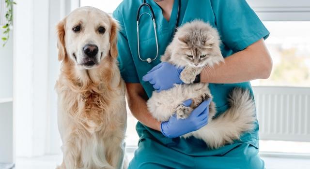 When to Rush to the Emergency Vet: A Guide for Pet Owners cover picture