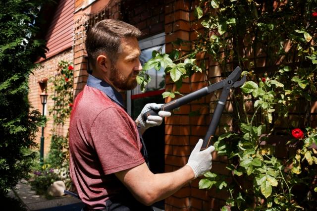 Pruning for Prosperity: How Tree Trimming Enhances Health and Vitality cover picture