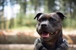 Bully Breeds Rise Above Controversy cover picture