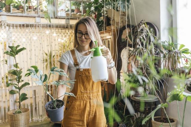 The Benefits of Indoor Plants for Improving Air Quality cover picture
