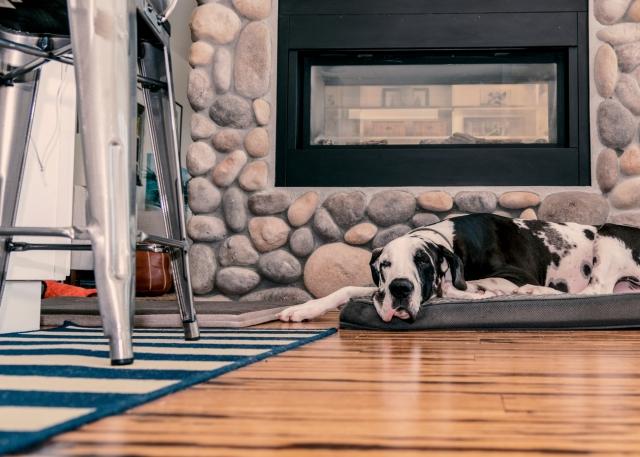 The Best Flooring for Dogs With Arthritis cover picture