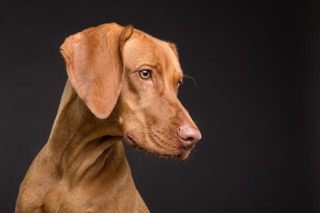 Proving Negligence in Dog Bite Cases: A Smyrna Lawyer's Guide cover picture