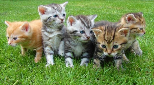 Tips for Building the Best Budget To Care for Your Pet cover picture