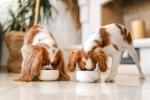 What are the different types of dog food? cover picture