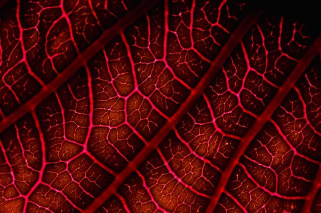 6 Surefire Tips On How You Can Keep Your Veins Healthy cover picture