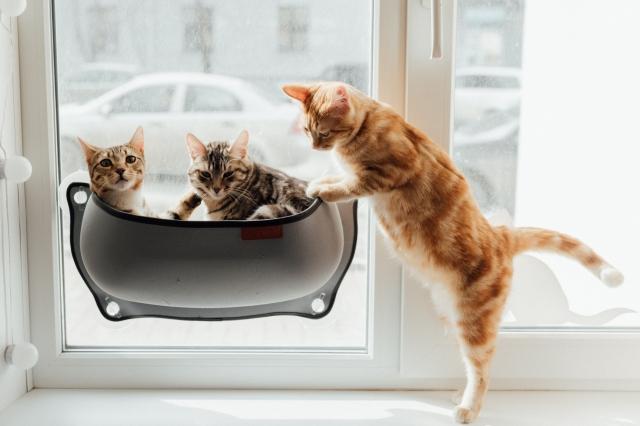 How To Open a Pet Shop in 7 Steps cover picture