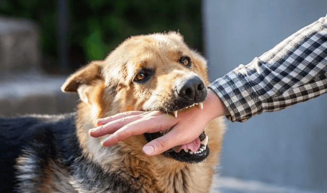 Navigating Dog Bite Incidents: How Legal Support Can Aid Your Recovery cover picture