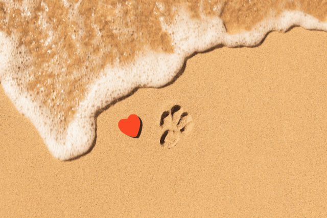 What to Say When Someone Loses a Pet cover picture