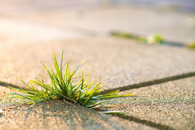 Bare Ground Sterilization in Idaho: How to Keep Your Property Weed-Free cover picture
