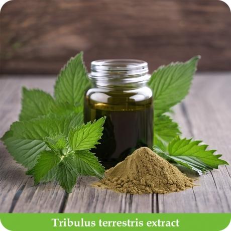 Tribulus terrestris saponins Tribulus terrestris extract benefits and application cover picture