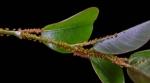 The Importance of Pest Control Services: An Anchor for Health and Safety cover picture