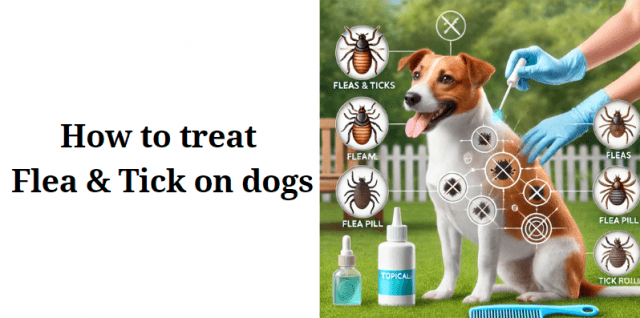 How to treat flea & Tick on dogs cover picture