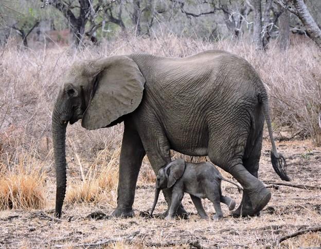 Mount Kilimanjaro & Best African wildlife safaris Guide cover picture